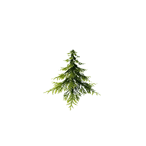 conifer tree2C